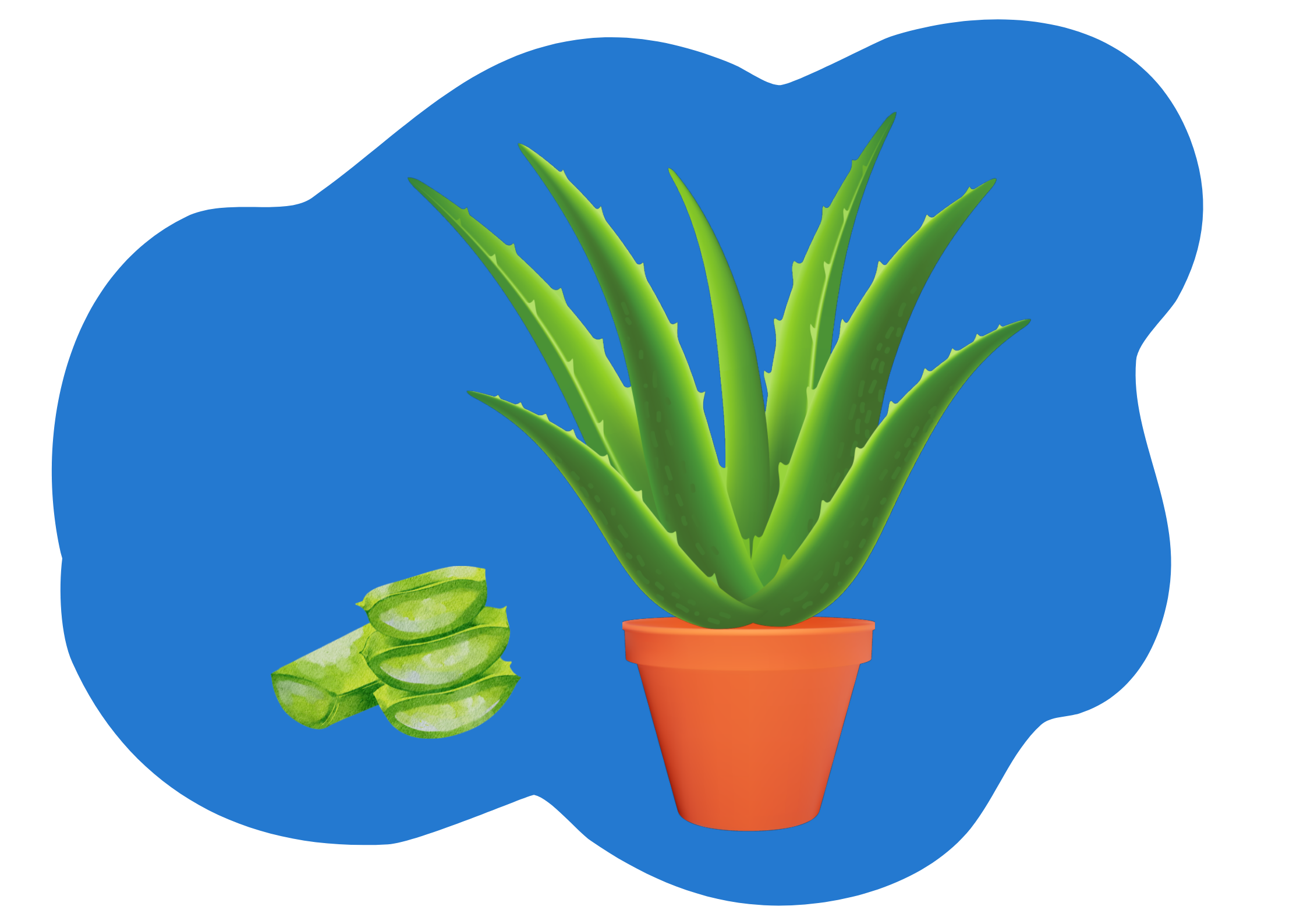 aloe vera